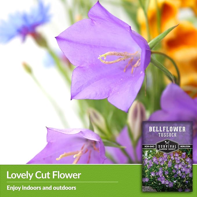 Survival Garden Seeds Tussock Bellflower Seed for Planting - 2 Packets with Instructions to Plant and Grow Campanula carpatica in Your Home Flower Garden - Non-GMO Heirloom