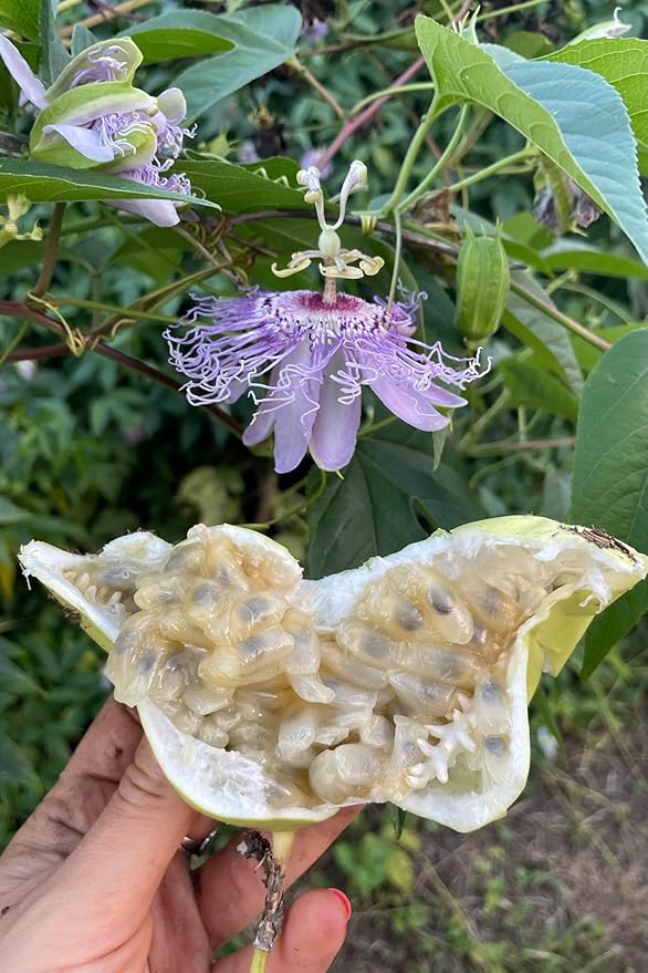 Plant Good Seed Purple Passionflower Seeds for Planting: Maypop, Green Passionfruits - 20 Seed Packet