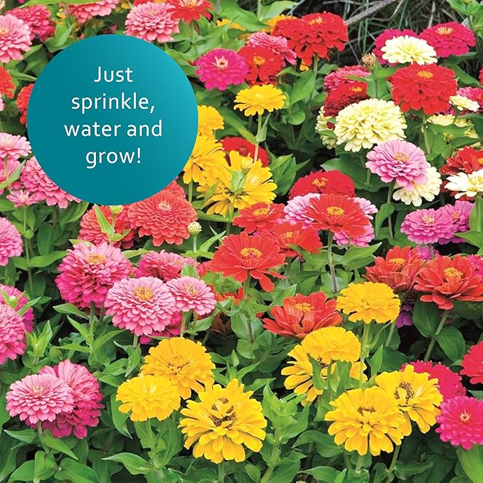 Earth Science Zinnia Wildflower Mix for 2026—6lb – 3-in-1 Seeds Plant Food & Soil Conditioner – Non-GMO Vibrant Flowers for Gardens Low Maintenance Attracts Pollinators – Covers 600 Sq Ft Eco-Friendly