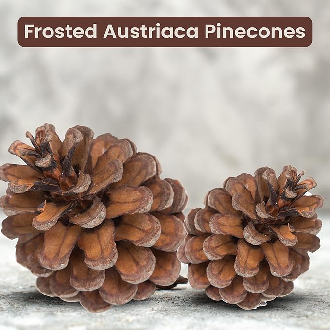 Natural Austriaca Pine Cones for Crafts - 2-3 Inch Real Pinecones for Christmas Decorating Ornaments, Holiday Decor Vase Filler - Rustic Woodland Dried Pine Cones - Set of 24 – Natural