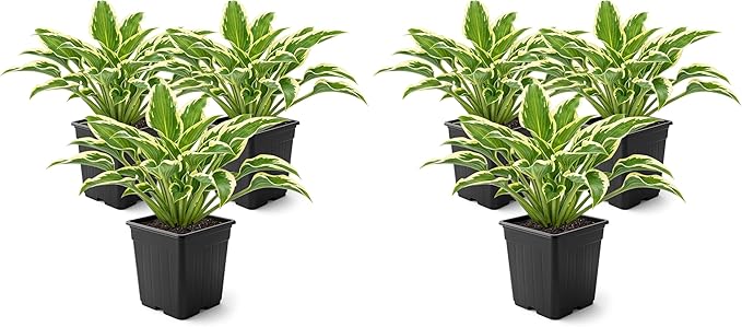 Live Perennial Hosta - Libby (3 Plants Per Pack), Beautiful Accent Plant, 10" Tall by 6" Wide in 1 Quart Pot (Pack of 2)
