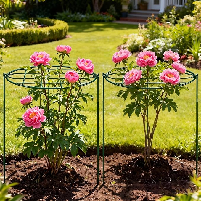 4 Pack 24 x 30 inch Peony Cages and Supports,Metal Grow Through Plant Supports for Outdoor Plants,Flowers Support Rings Top-Heavy Plant Brace Support Hoop for Vegetables,Rose,Tomato,Orchids