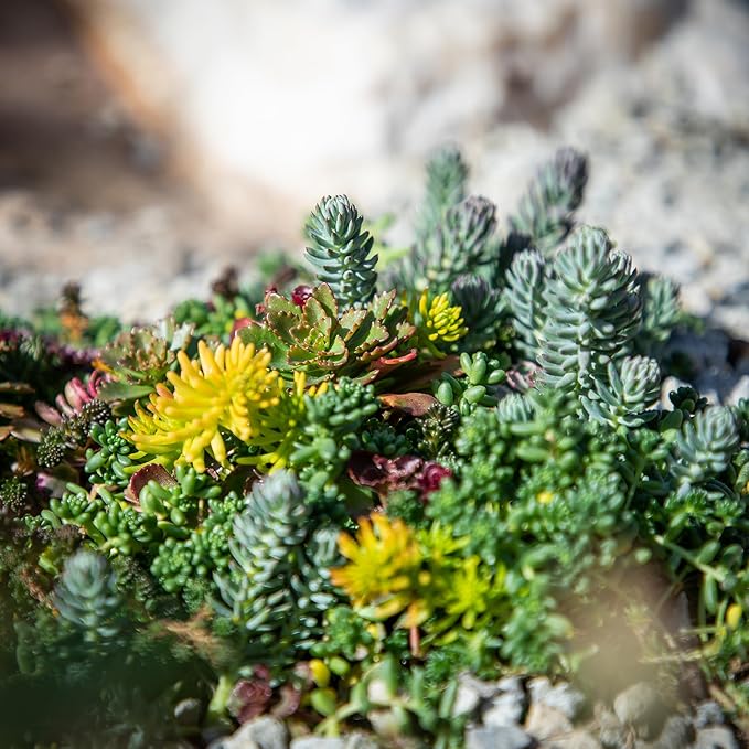 Non-Toxic 10 in. x 20 in. Sedum Groundcover Mat, Live Succulents, Pet Friendly Plants for Cats & Dogs, Drought Resilient, Hardy Stonecrop for Landscaping, Easy Care