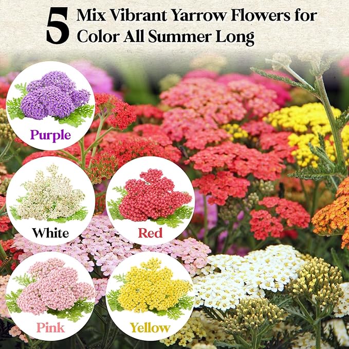 8000+ Yarrow Seeds for Planting - 5 Packs Colors Mixed, Achillea Millefolium Perennial Wildflower, White, Gold, Red, Pink, Purple, Separate Packets 1600 Each, Attracts Bees & Butterflies