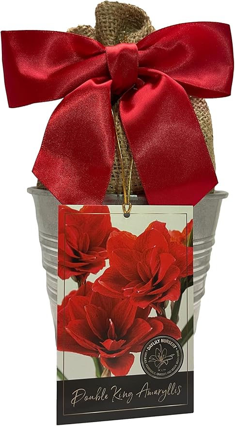 Amaryllis Holiday Gift Growing Kit, Includes an Rustic Tin Pot, Double King Bulb, and Professional Growing Medium!!!