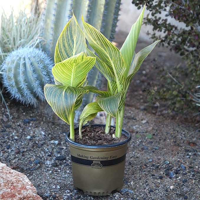 Variegated Canna Tropicana Lily 'Gold', Easy Cannas, Live Lilies for Garden, Striped Tropical Perennial Outdoor Plant, Blooms Orange & Yellow Flowers in 4 qt. Grower Pot by Plants for Pets