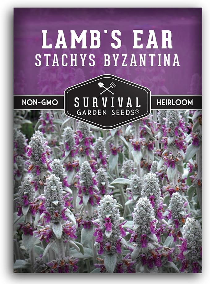 Lamb's Ear Seeds for Planting - 1 Packet with Instructions to Plant & Grow Lambs Ear Plant, Shade & Drought Tolerant Wooly Betony in Your Home Garden - Non-GMO Heirloom Variety - Survival Garden Seeds