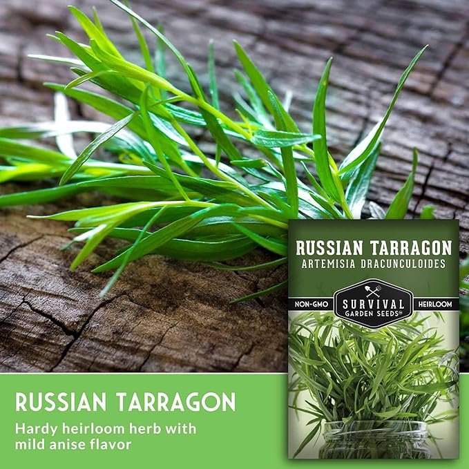 Russian Tarragon Seeds for Planting - Plant & Grow Big Flowering Herbs in Your Home Vegetable Garden - Non-GMO Heirloom Variety - Survival Garden Seeds (3 Packs)