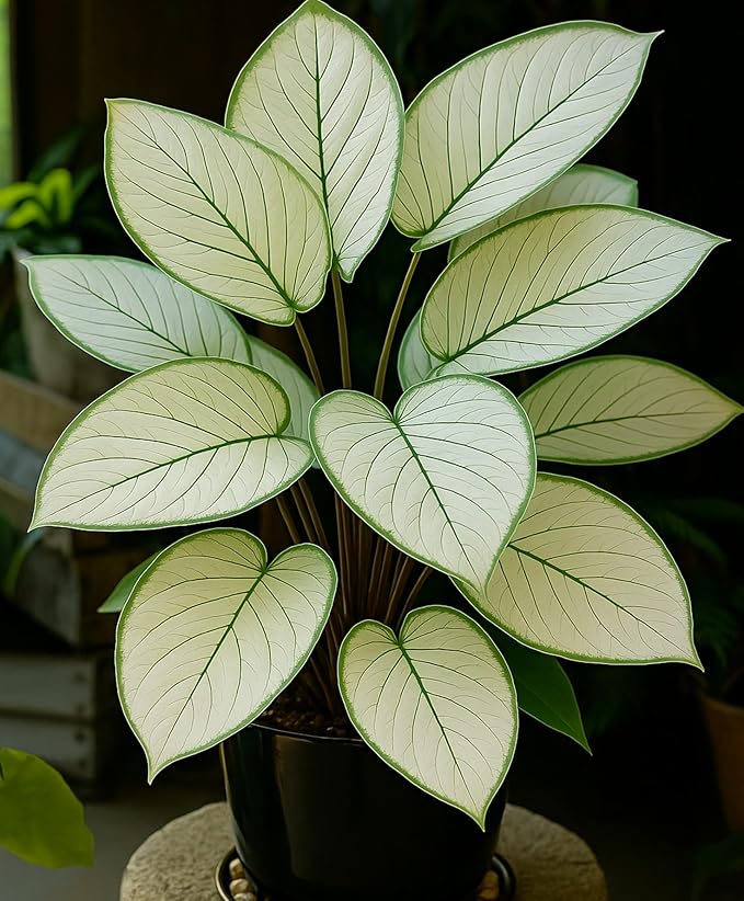 2 Brides Day Caladium Bulbs for Planting - Wedding Gift, Does Well Indoors