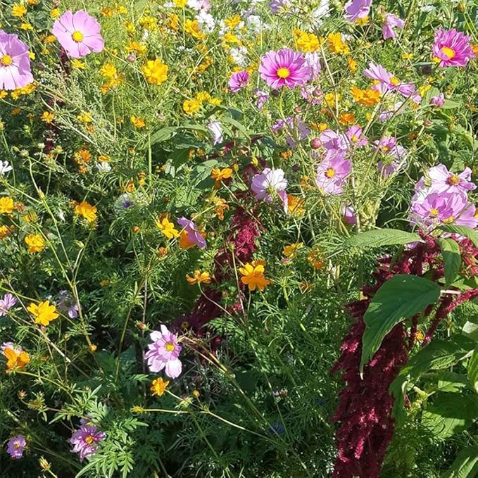 UtopiaSeeds Summer and Spring Wildflower Seed Mix - Quick Blooming - Easy to Grow
