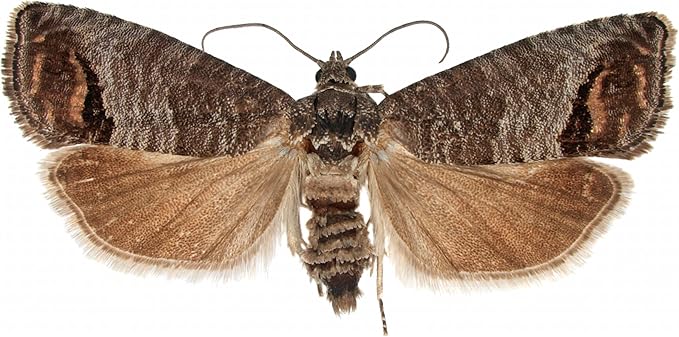 VivaTrap VT-106 Codling + Oriental Fruit Moth Trap & Lure (2 Pack, 8 Week)