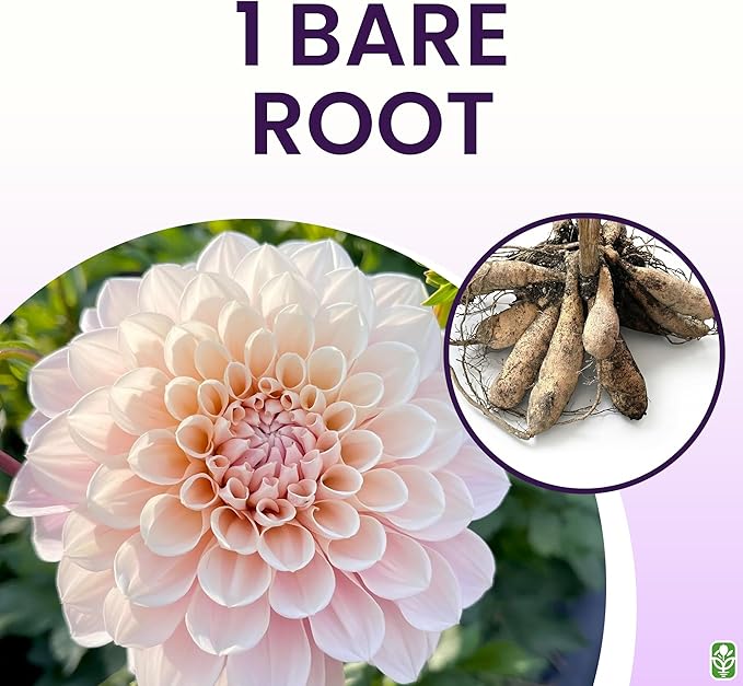 Sweet Miss Nathalie Pink Dahlia - 5 Gallon Size Bare Root Tuber - Beautiful Pink Blooms for Spring Planting 2025 - Large Tuber for Vibrant Garden Displays
