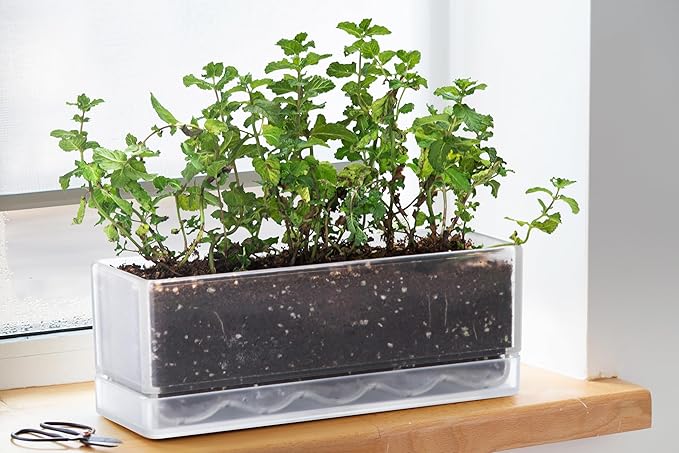 D'vine Dev 12 Inch Window Box Planter, Rectangle Acrylic Herb Planter with Drainage Holes and Saucer, Indoor Succulent Cactus Vegetable Pot for Windowsill, Garden Balcony, Clear, Set of 2, 76-X-D-2