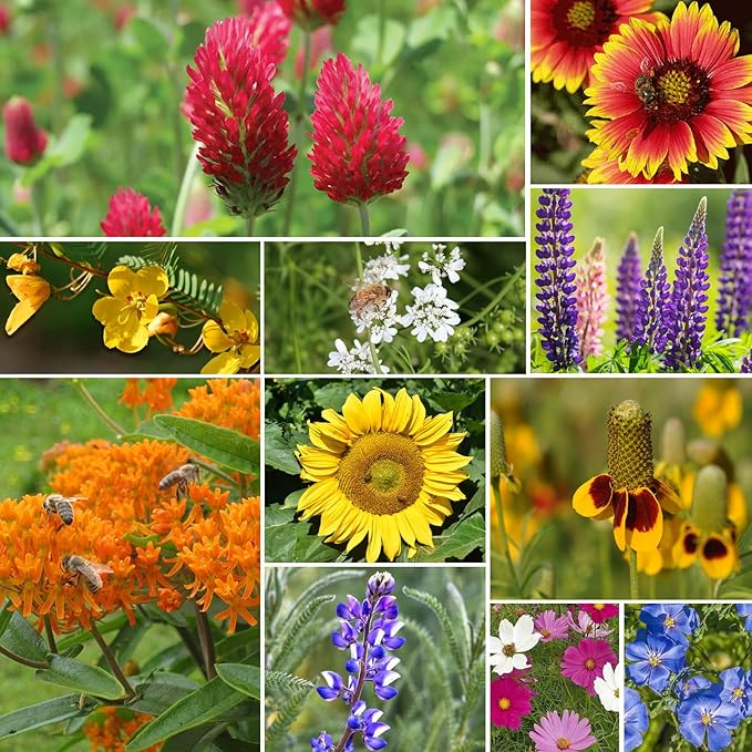 Groundio Wildflower Seeds Mix, 2 Oz, 50,000+ Seeds, 28 Varieties, Attracts Bees, Butterflies & Birds, Colorful Flowers
