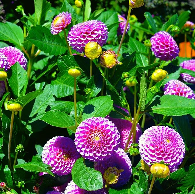 Carpet 400+ Mixed Dahlia Seeds for Planting, Colorful Perennial Heirloom Dahlia pinnata, Long Blooming Cut Flowers for Garden Beds, Borders and Containers