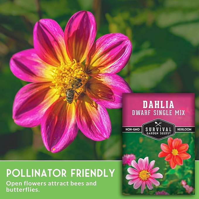 Dwarf Single Mix Dahlia Seeds for Planting - Compact Colorful Blooms for Beds, Borders & Containers - Easy-Grow Flower Variety - Heirloom Non-GMO - Survival Garden Seeds (1 Pack)