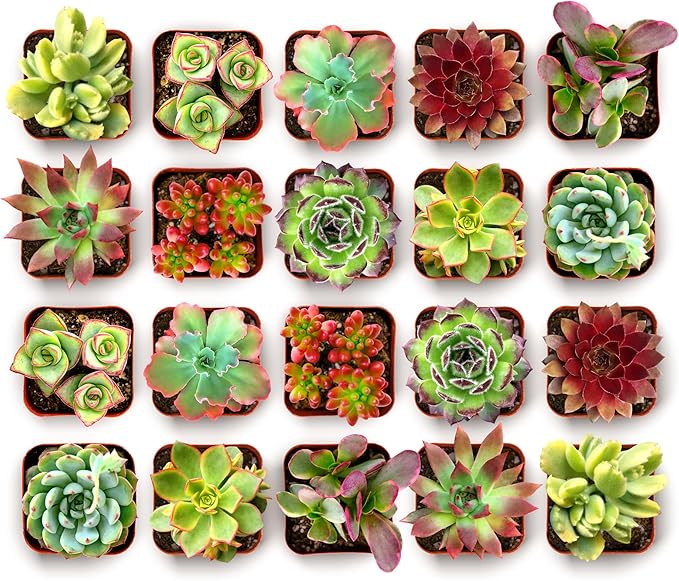 Shop Succulents Spring Beauties Bulk Succulent Plant Pack – Live Mini Succulent Plants, Bright Colorful Mix, Easy Care Houseplants – Gardening, Terrariums, Gifts & Party Favors, 2" Pots