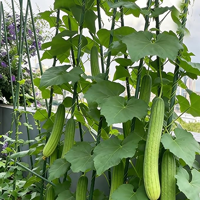 Garden Plant Stakes 58inch (Approx 5FT) 50 Pack Tomato Stakes, Sturdy Tomato Stakes Plastic Coated Metal Plant Supports Plant Support Sticks for Gardening (5FT-50 Pack)