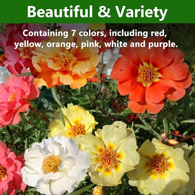 LUOJIBIE Moss Rose Seeds, 20,000+ Bulk Flower Seeds for Planting Outdoors(99% Pure Live, Non-GMO), Mixed Colors and Large Blooms, Attracts Pollinators, Easy to Grow