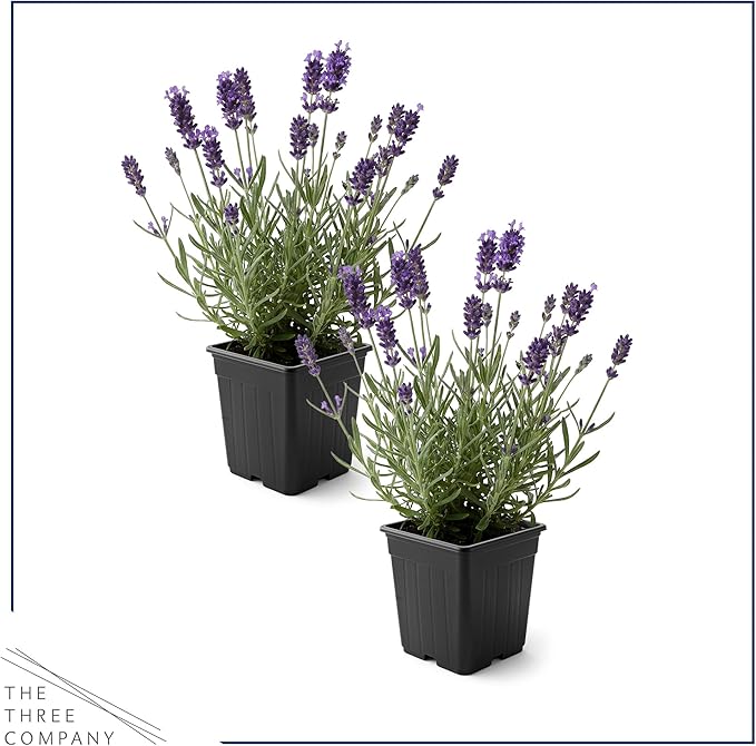 Live Lavender 2-Pack – Purple – Fragrant Sun Perennial Herb, Pollinator Friendly, 10” Tall, 1 Qt Pot