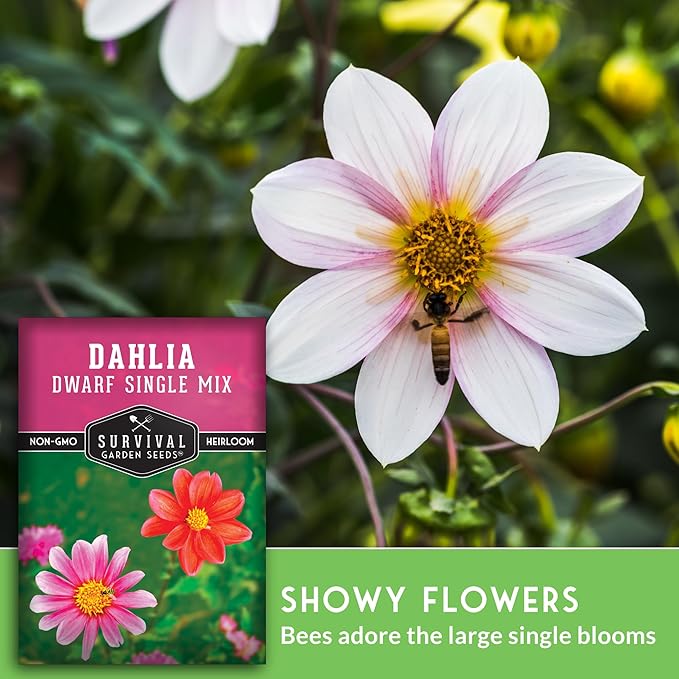 Dwarf Single Mix Dahlia Seeds for Planting - Compact Colorful Blooms for Beds, Borders & Containers - Easy-Grow Flower Variety - Heirloom Non-GMO - Survival Garden Seeds (2 Packs)