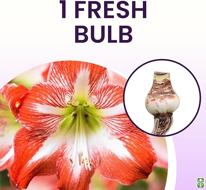 Minerva Red and White Amaryllis Bulb – Large Bulb for Planting, 4-8 Blooms, 16–24" Tall – Elegant Indoor & Outdoor Plant – Ideal for Seasonal Decor – Low-Maintenance Amaryllis Bulb (Not in Wax)