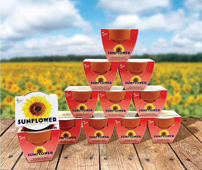 BUZZY Seeds 12-Pack Sunflower Mini Grow Pots – All-in-One Terracotta Flower Starter Kit with Growing Medium, DIY Gardening, Wedding and Shower Favors