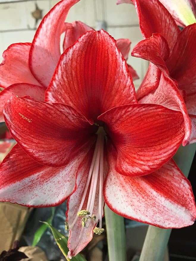 Amaryllis Charisma Holiday Gift Growing Kit. Includes: Big Charisma Bulb, Plastic Pot and Saucer, and Professional Growing Medium…