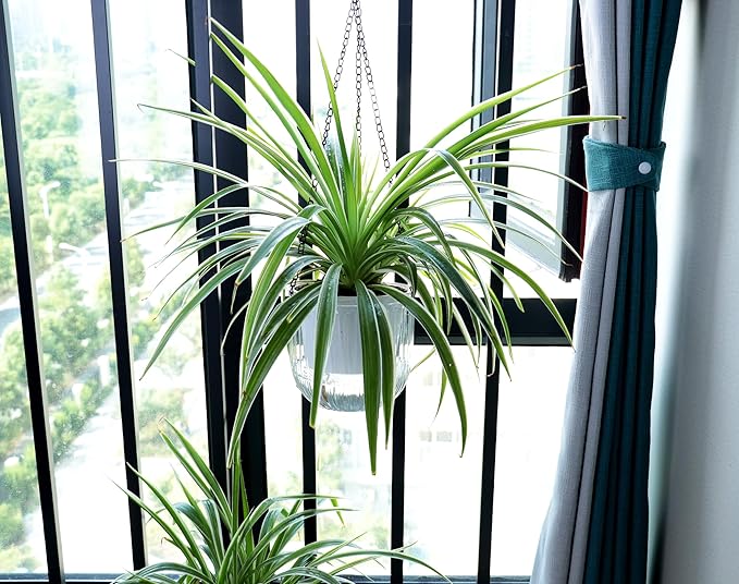 Cornasee 6.5" Clear Hanging Planter Self Watering Pots, 3-Pack Plastic Planters for Indoor Plants,Flowers,Ivy,African Violets