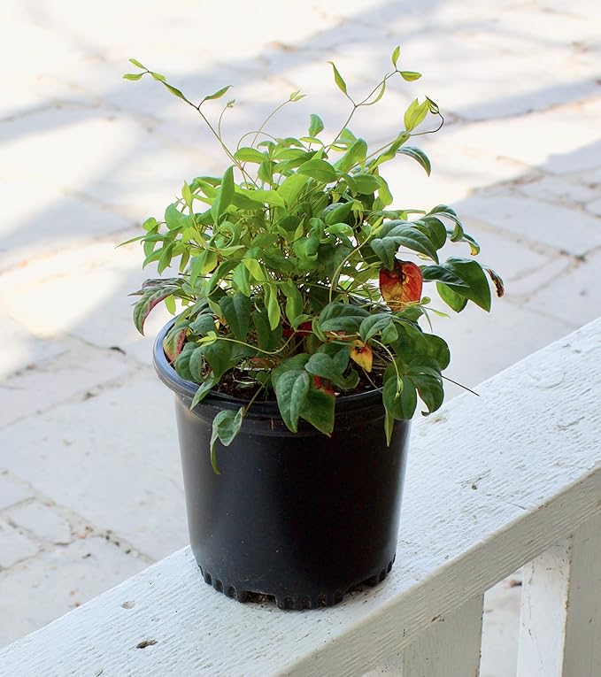 Nandina Domestica Heavenly Bamboo Plant Live, Nandina Plant Outdoor Plants Live Flowering Shrubs, Indoor Plants Live Houseplants, Live Plants Outdoor Garden Edging Colorful Shrubs by Plants for Pets
