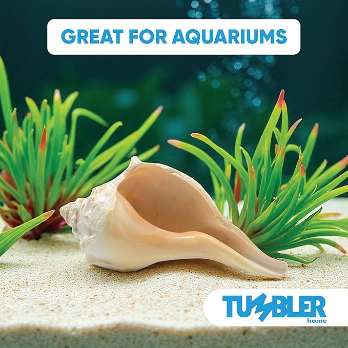 Tumbler Home Large Conch Sea Shells for Decorating or Fish Tank, Coastal & Nautical Decor, Air Plant Holder, Aquarium Ornaments, Big Sea Shell, Decorative Seashells, Beach Party Decor (Whelk)