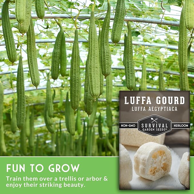 Survival Garden Seeds - Luffa or Loofah Seed for Planting - 1 Packet with Instructions to Plant and Grow Ornamental Gourds in Your Home Vegetable Garden - Non-GMO Heirloom Variety