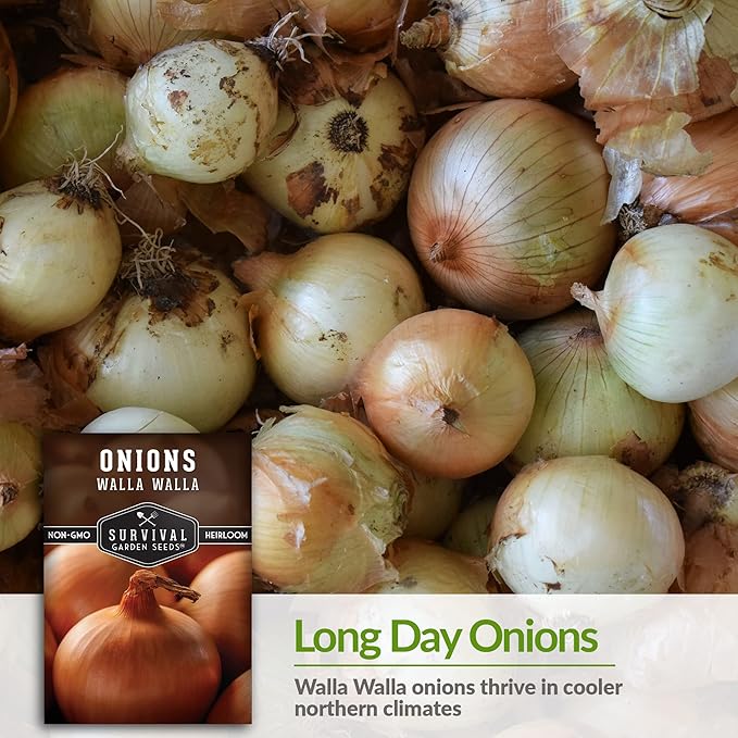 Walla Walla Sweet Onion Seeds for Planting – Long Day Yellow Sweet Onions with Mild Flavor, Large Bulbs & High Yields – Heirloom, Non-GMO, Open-Pollinated – Survival Garden Seeds (1 Pack)