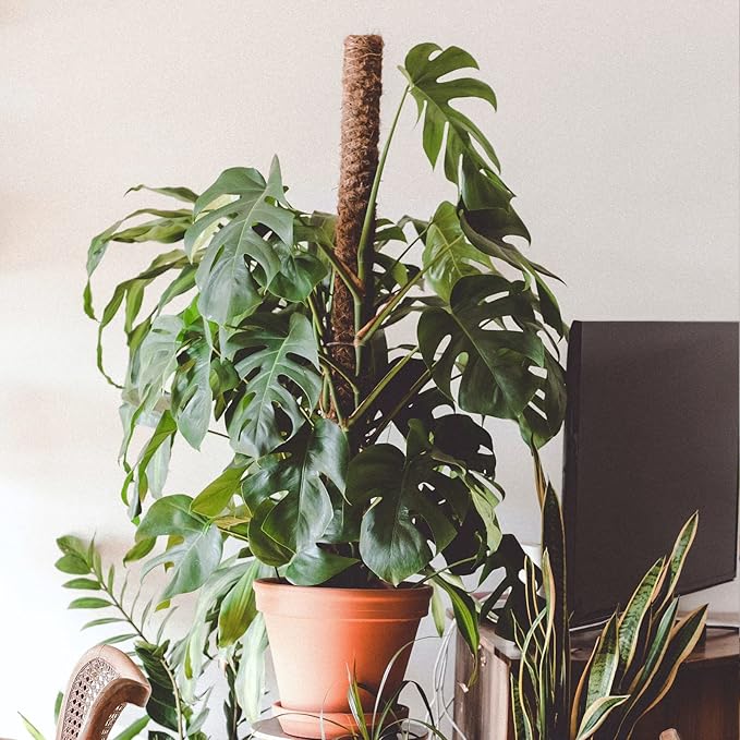 JJGoo Moss Pole for Plants Monstera,【6 Pack】 17 inch Plant Support Pole, Extendable Coir Totem Pole for Potted Plants Pothos, Train Indoor Climbing Plants to Grow Upwards