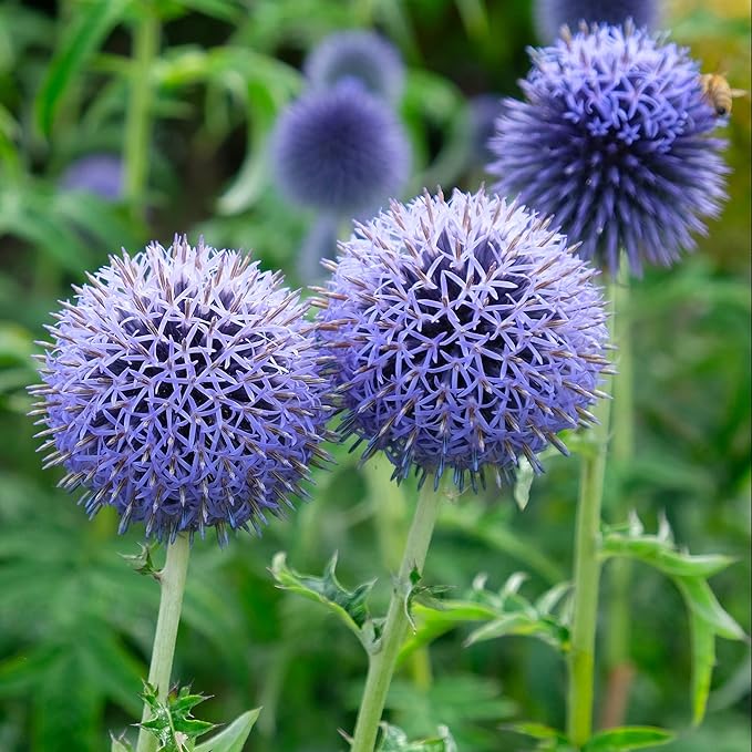 Plant Good Seed Organic Southern Globe Thistle Flower Seeds for Planting: Echinops ritro, Blue Wildflower - 50 Seed Packet
