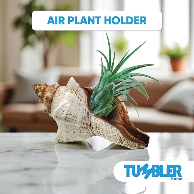 Tumbler Home Large Conch Sea Shells for Decorating or Fish Tank, Coastal & Nautical Decor, Air Plant Holder, Aquarium Ornaments, Big Sea Shell, Decorative Seashells, Beach Party Decor (Fox)