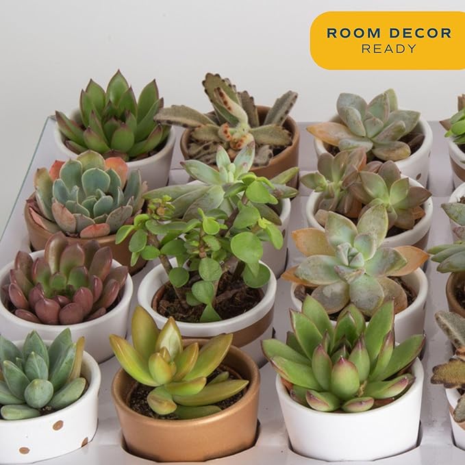 Costa Farms Mini Succulent Live Plants (24-Pack), Tiny Succulents in Decorative Pots, Easy Care Indoor Desk Houseplants, Party Favors, Wedding or Baby Shower, Home or Office Decor Gift