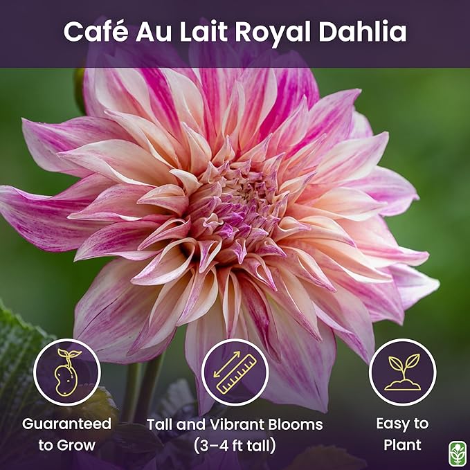Café Au Lait Royal Dahlia - 5 Gallon Size Bare Root Tuber - Lavish Purple-Pink Blooms for Spring Planting 2025 - Large Tuber for Spectacular Gardens
