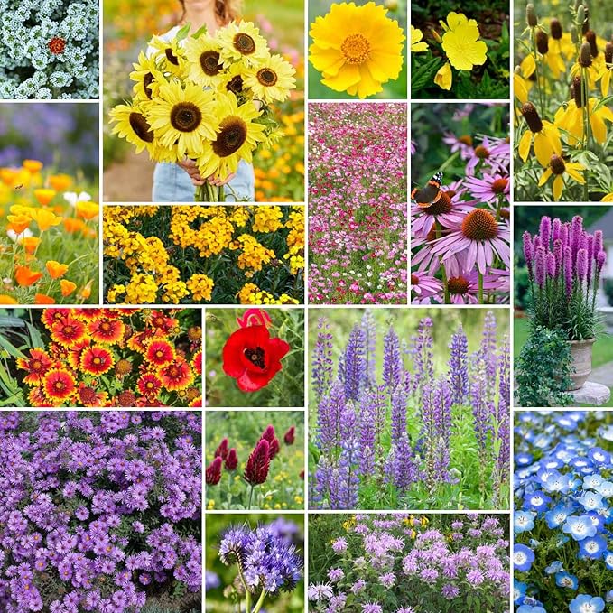 Eden Brothers South Carolina Wildflower Mixed Seeds for Planting, 1 lb, 480,000+ Seeds with WallFlower, Primrose | Attracts Pollinators, Plant in Spring or Fall, Zones