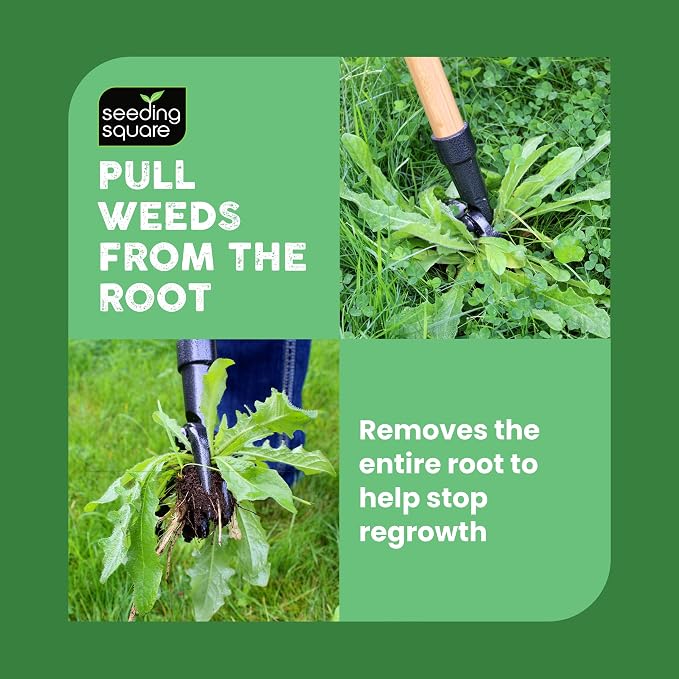 Seeding Square The Weed Gobbler Carbon Steel & Bamboo Stand-Up Weed Puller Tool for Dandelions and Single-Root Weeds – Ergonomic Lawn Weeder for Back-Friendly Weed Removal