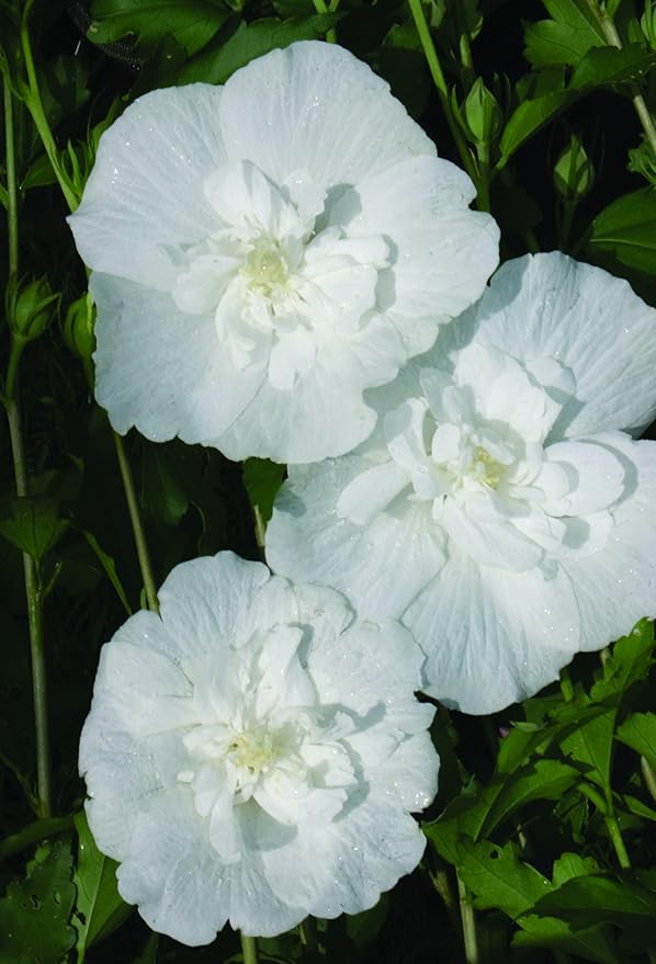 Proven Winners - Hibiscus syriacus White Chiffon (Rose of Sharon) Shrub, White Flowers, 3 - Size Container