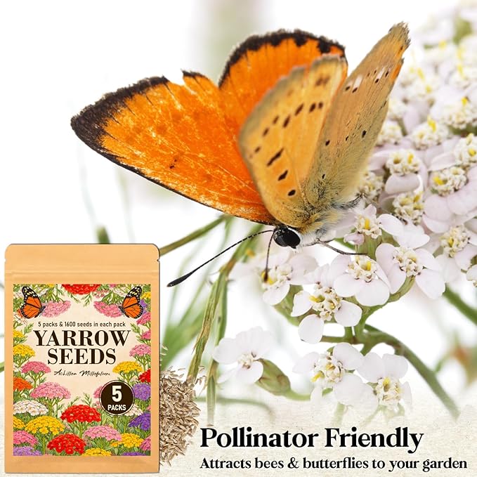 8000+ Yarrow Seeds for Planting - 5 Packs Colors Mixed, Achillea Millefolium Perennial Wildflower, White, Gold, Red, Pink, Purple, Separate Packets 1600 Each, Attracts Bees & Butterflies