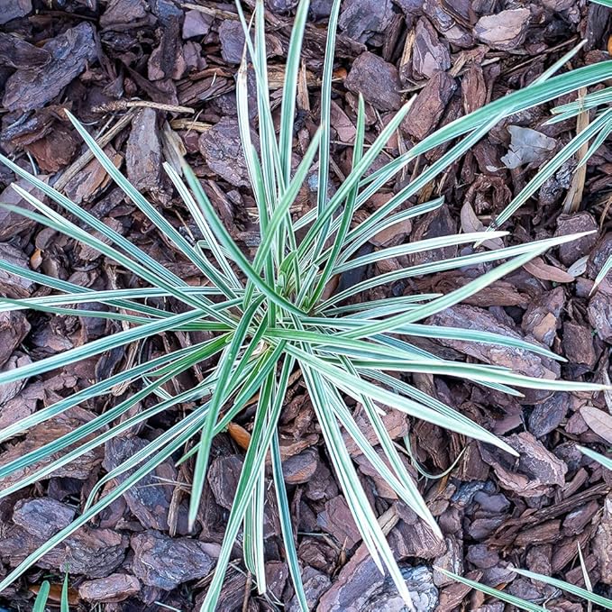 Aztec Grass Liriope Muscari, Outdoor Plants Live Ornamental Grass Plants Live Plants, Evergreen Garden Decor, Landscape Edging Liriope Plants, Flowering Plant Blooms Purple Flowers by Plants for Pets
