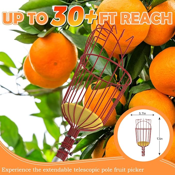SISIUPASSIE 36FT Reach Fruit Picker, Apple Picker Pole with Basket Telescoping Tool for Apple Lemon Orange Mango Avocado Fruit Tree Picking