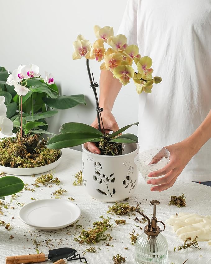 Fayoula Orchid Pots 6.5 Inch Large with Drainage Holes Ensuring Healthy Growth & Easy Repotting, Premium Ceramic for Indoor and Outdoor, Perfect Home Thriving Orchids。