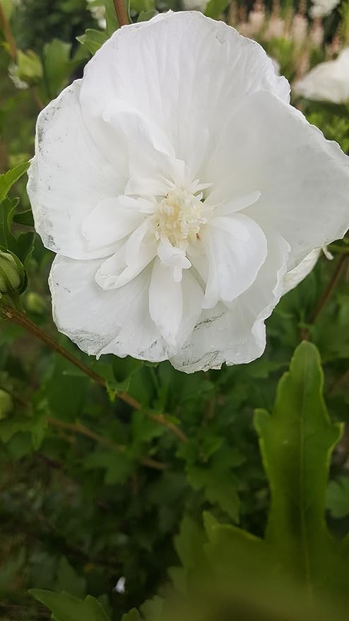 Proven Winners - Hibiscus syriacus White Chiffon (Rose of Sharon) Shrub, White Flowers, 3 - Size Container