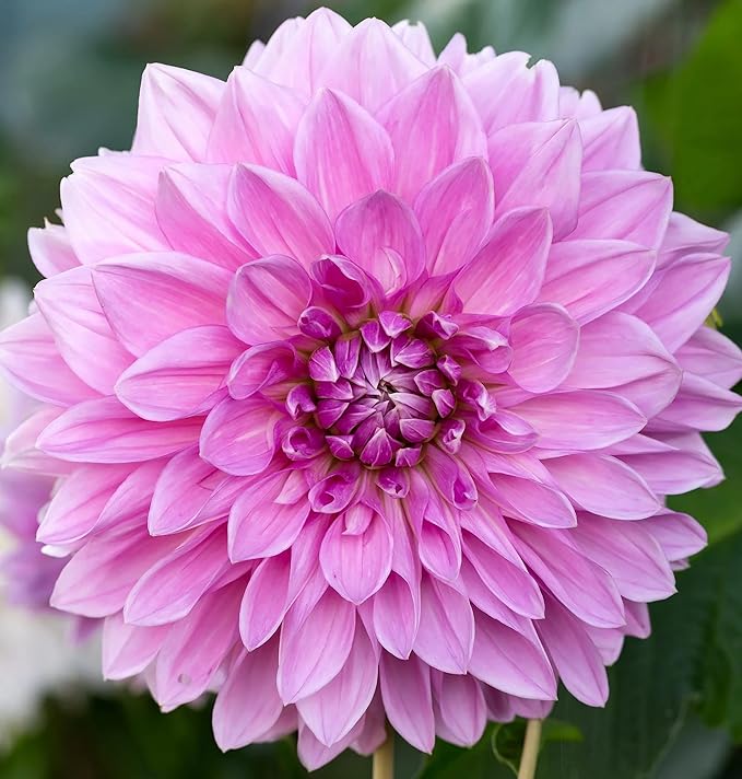 Votaniki Lavender Perfection Dahlia Bulbs - Stunning Lavender Flower, Perennial Dinnerplate Dahlia Bulbs for Planting - Long Lasting Blooms, Easy to Grow & Low Maintenance (3 Pack)