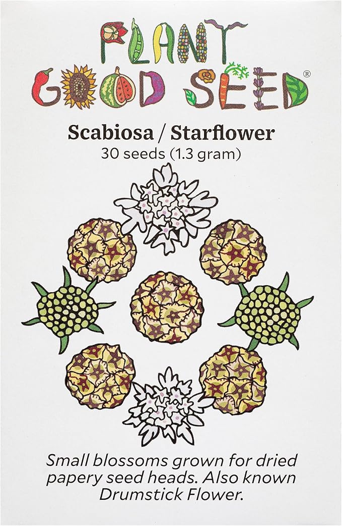 Plant Good Seed White Starflower Scabiosa Flower Seeds for Planting: Dried Bouquets, Brown Geometric Pods - 30 Seed Packet