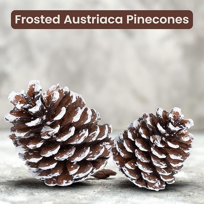 Frosted Austriaca Pine Cones for Crafts - 2-3 Inch Winter Pinecones for Christmas Decorating Ornaments Snowy Holiday Decorating Vase Filler - Rustic Dried Pine Cones - Set of 24 – Frosted