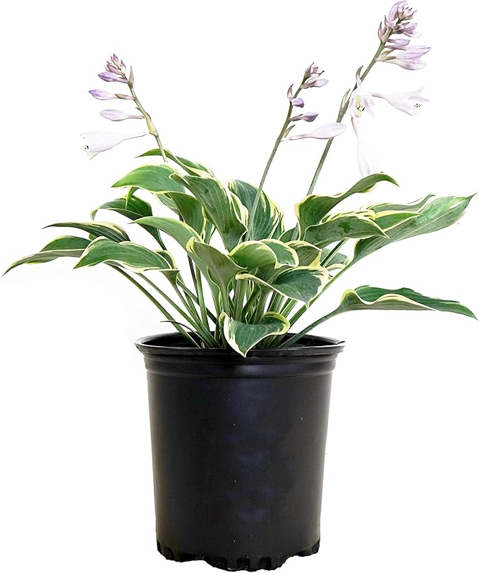 Hosta 'First Frost' (Hosta) Perennial, blue-green foliage with creamy yellow edge, 1 - Size Container